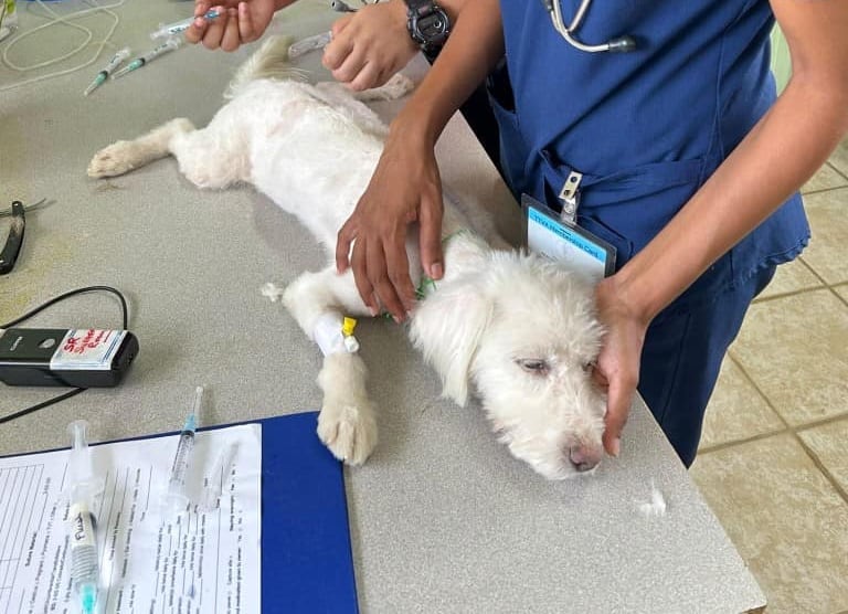 Veterinary staff treating a dog at the TTSPCA Tobago clinic