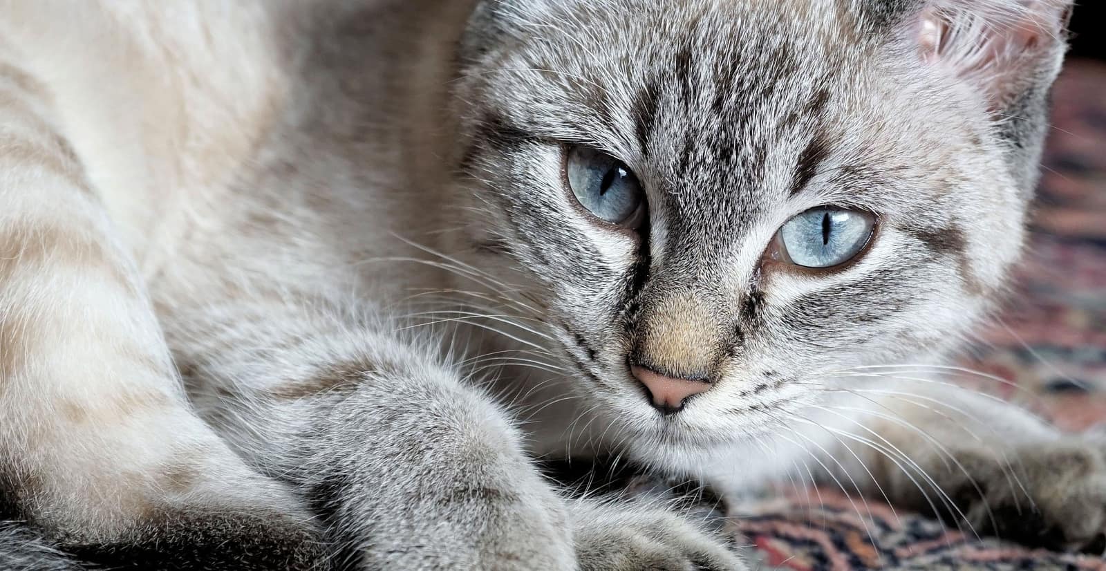 Cat resting near a window