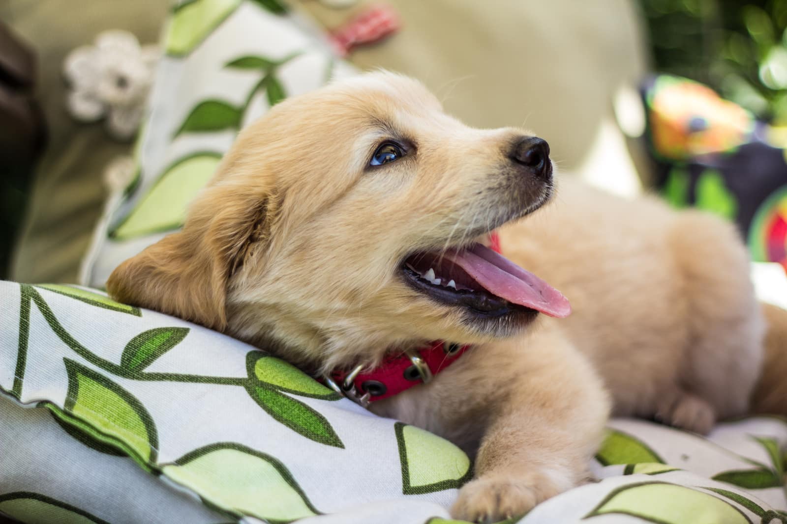 Puppies resting together