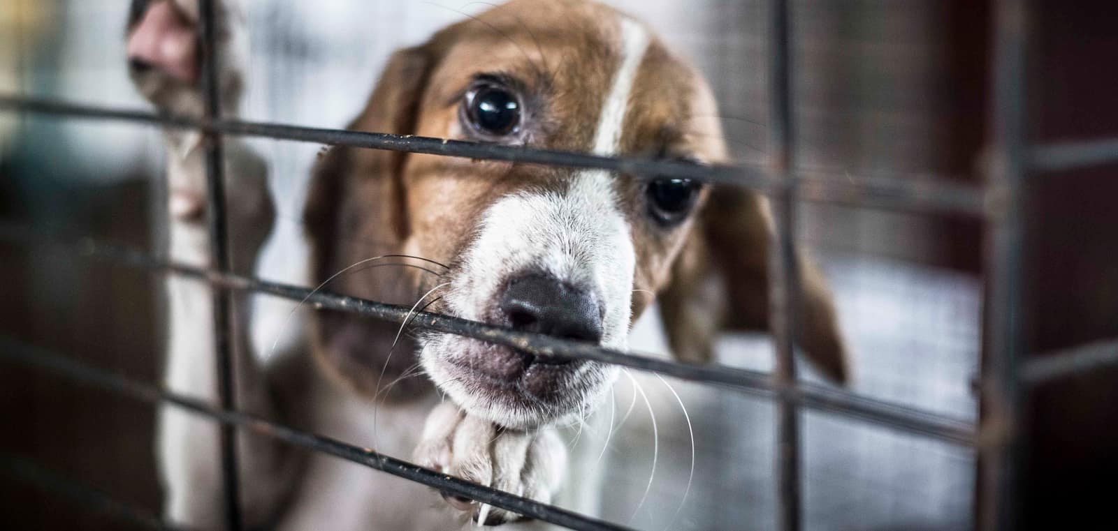 Dogs at the TTSPCA shelter